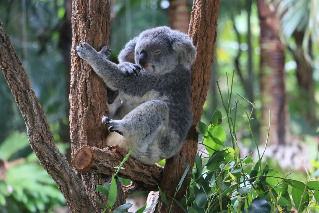 Australia Zoo 1