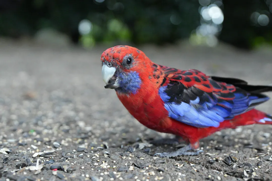 Crimson Rosella — Springbrook