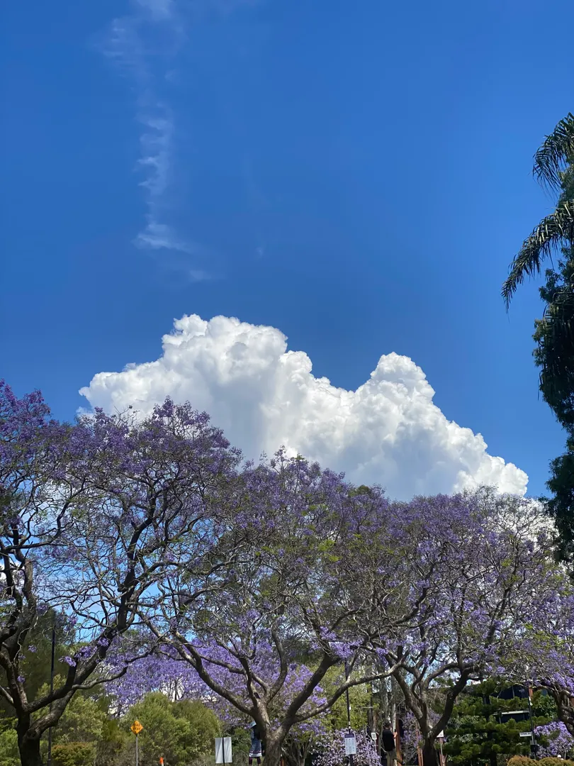 Jacaranda Day — Brisbane