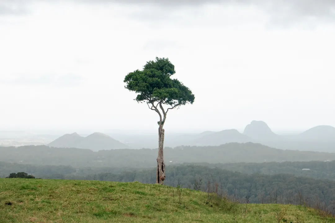 One Tree Hill Maleny — Maleny