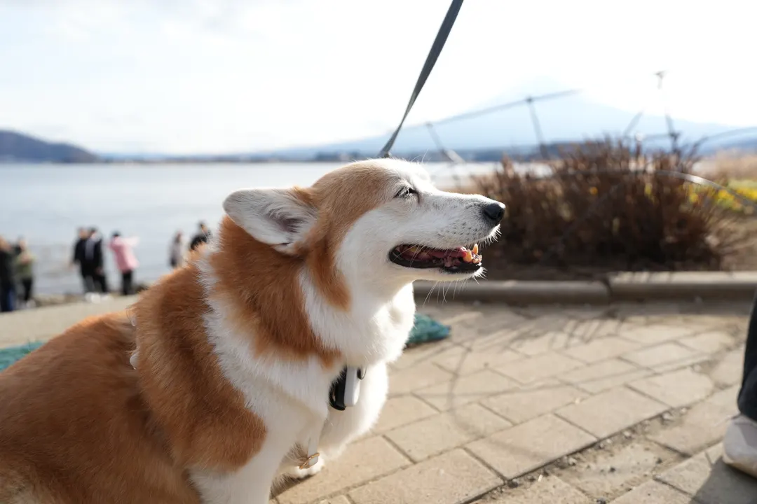 Shiba Inu — Katsuyama